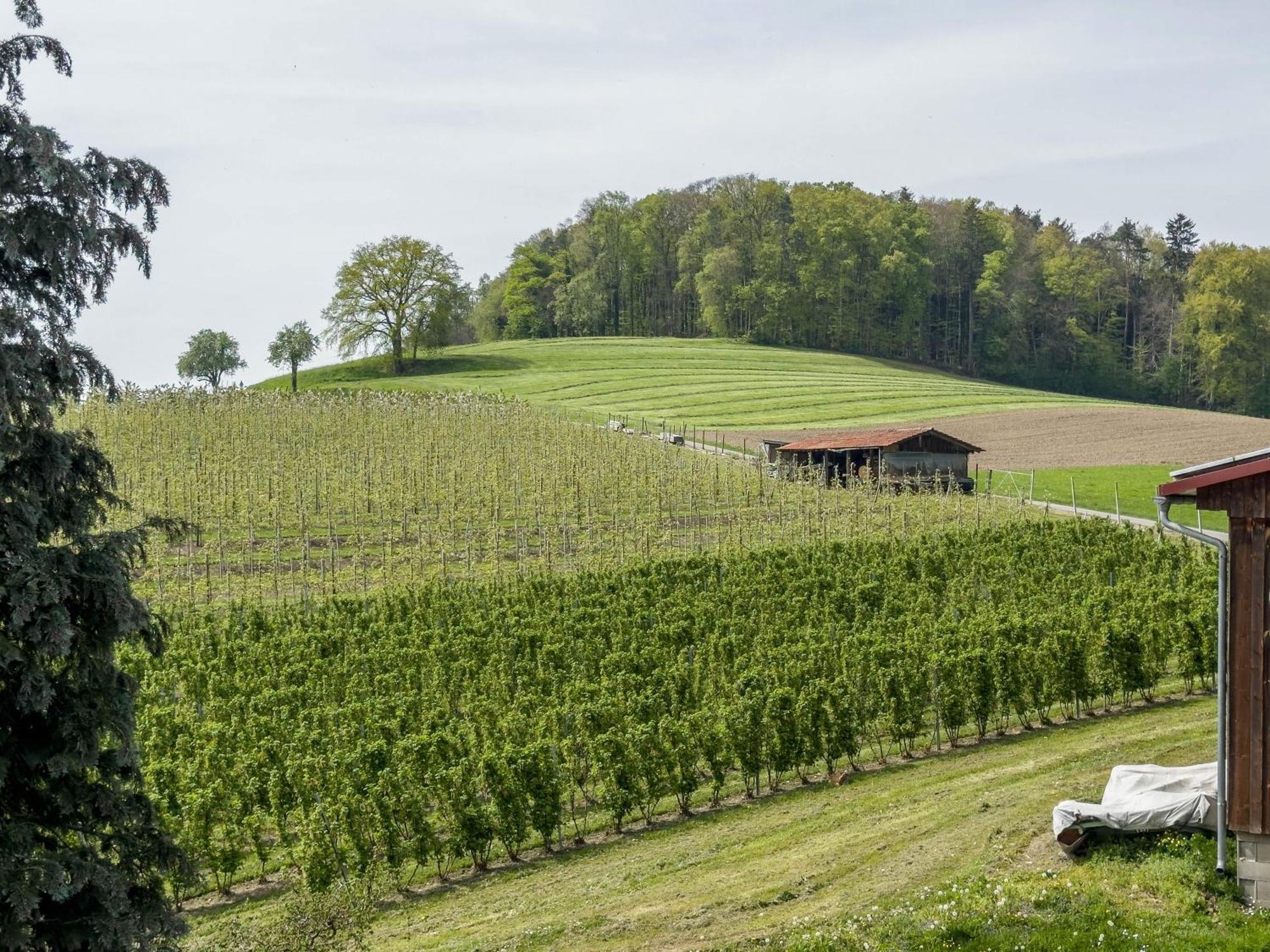 Ferienwohnung Lang Kressbronn am Bodensee Eksteriør billede