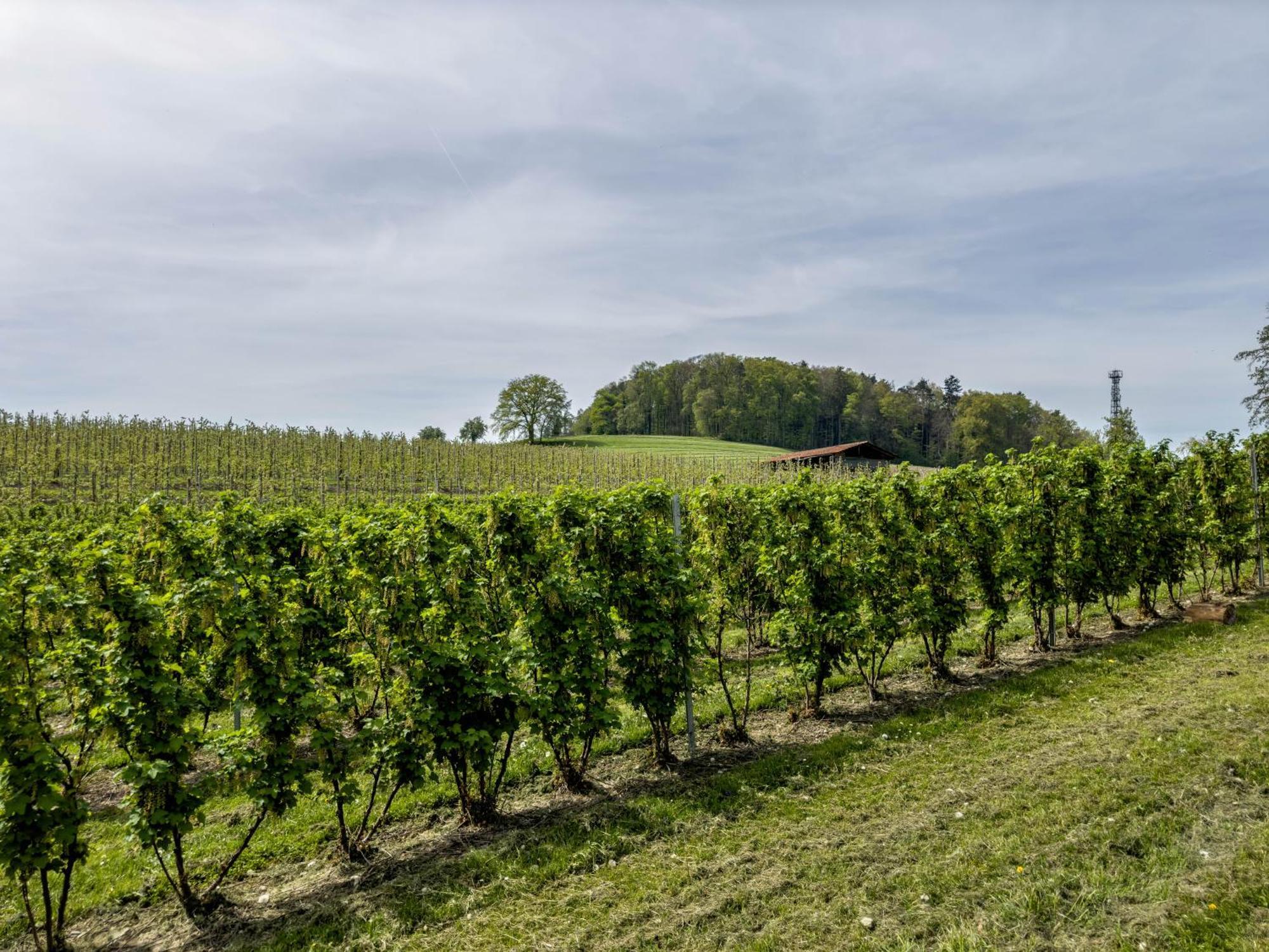 Ferienwohnung Lang Kressbronn am Bodensee Eksteriør billede