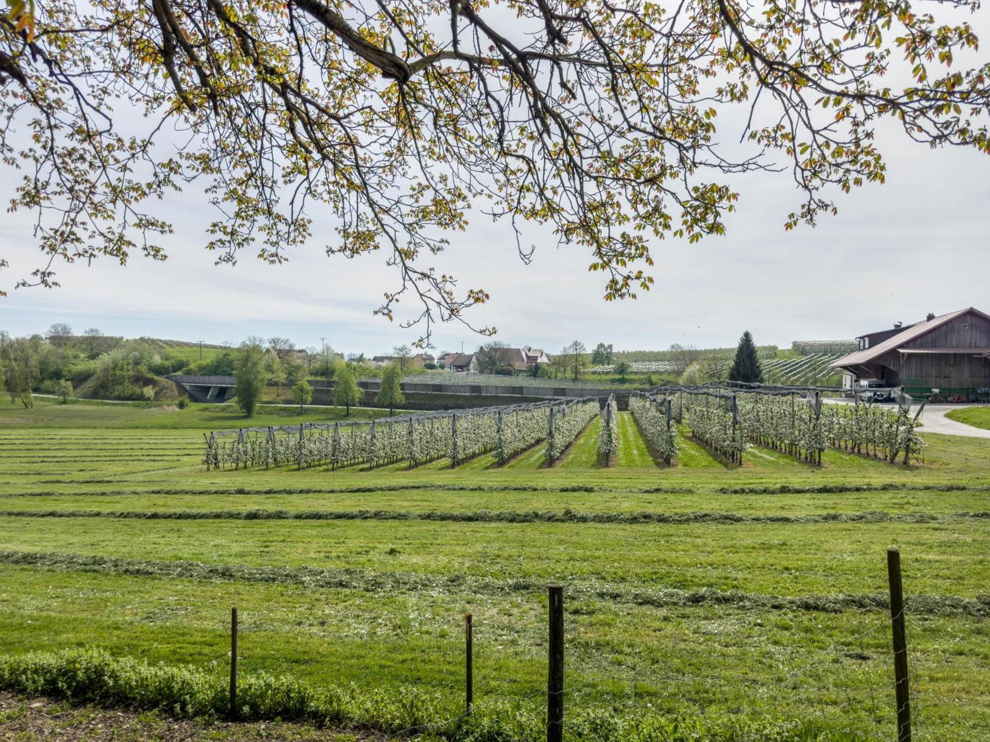 Ferienwohnung Lang Kressbronn am Bodensee Eksteriør billede